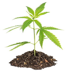 Hemp plant