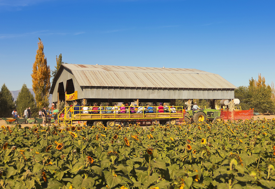 A Hay Ride Returns From A Pumpkin Patch